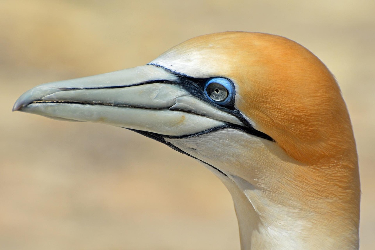 Northern gannet, bird, animal — Exploring Hormonal Wellness: Finding the Best Online TRT Clinic