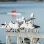 Flock accountability rules