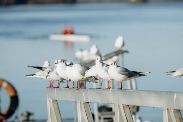 Flock Accountability Rules: Clear Impact on Gulf Shores