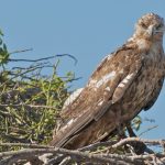 species take authorizations
