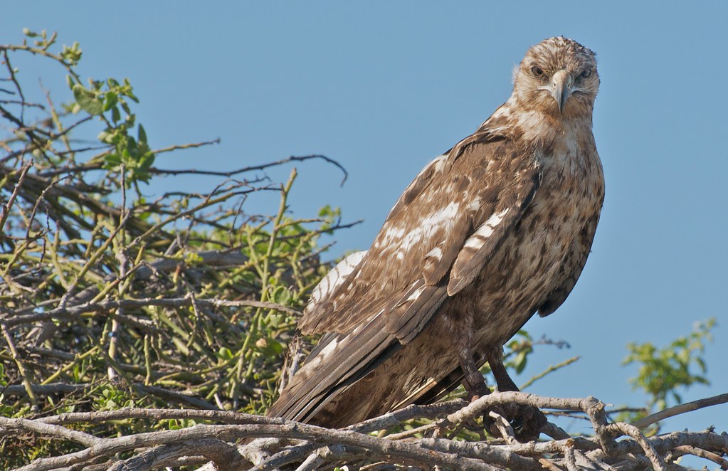 species take authorizations