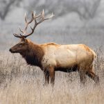 Trump wildlife rule