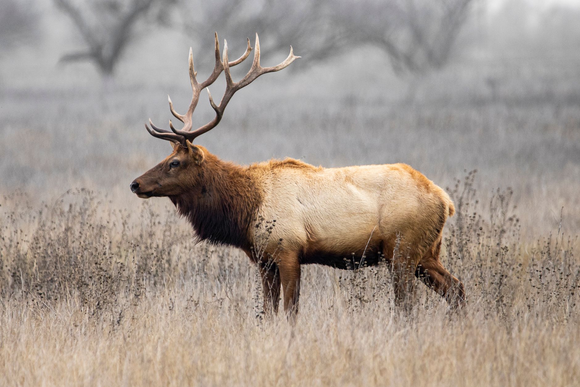 Trump wildlife rule
